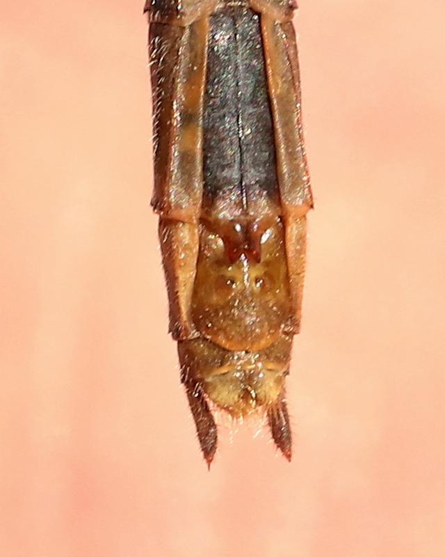 Photo of White-faced Meadowhawk