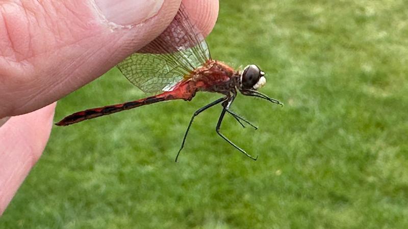 Photo of White-faced Meadowhawk