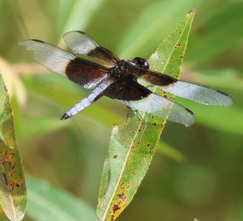 Photo of Widow Skimmer