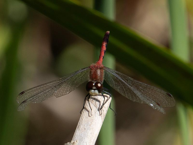 Photo of White-faced Meadowhawk