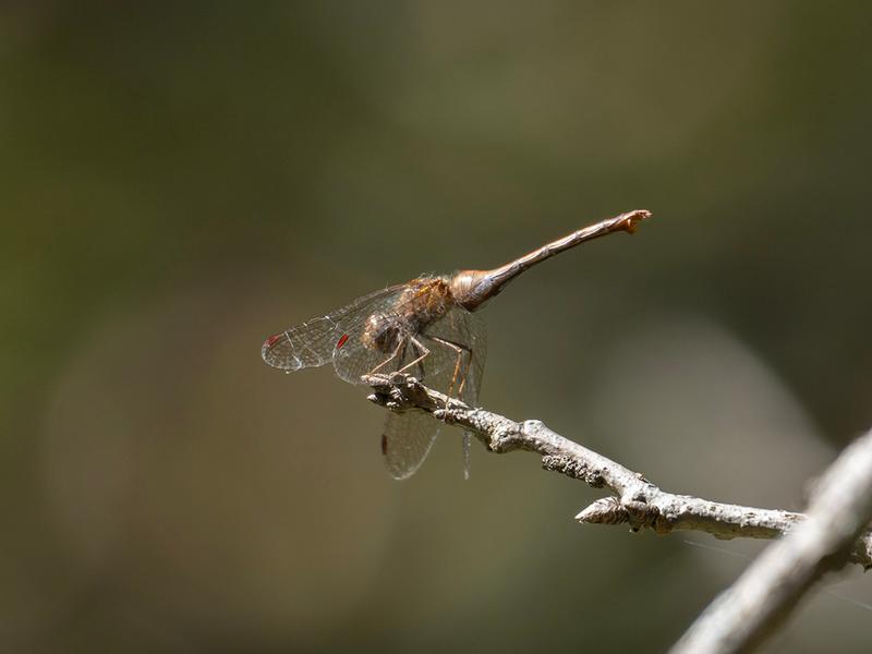 Photo of Autumn Meadowhawk