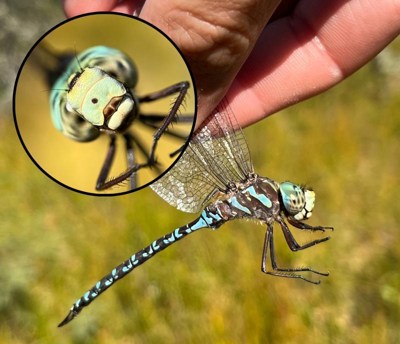 Photo of Canada Darner