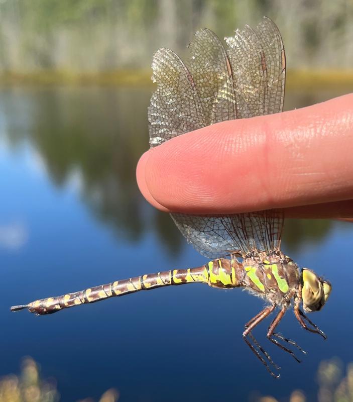 Photo of Canada Darner