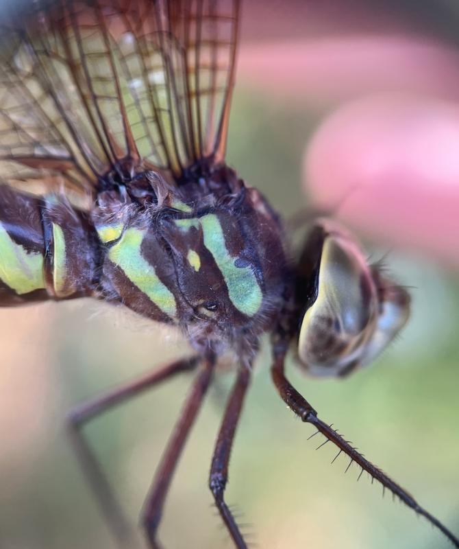 Photo of Canada Darner