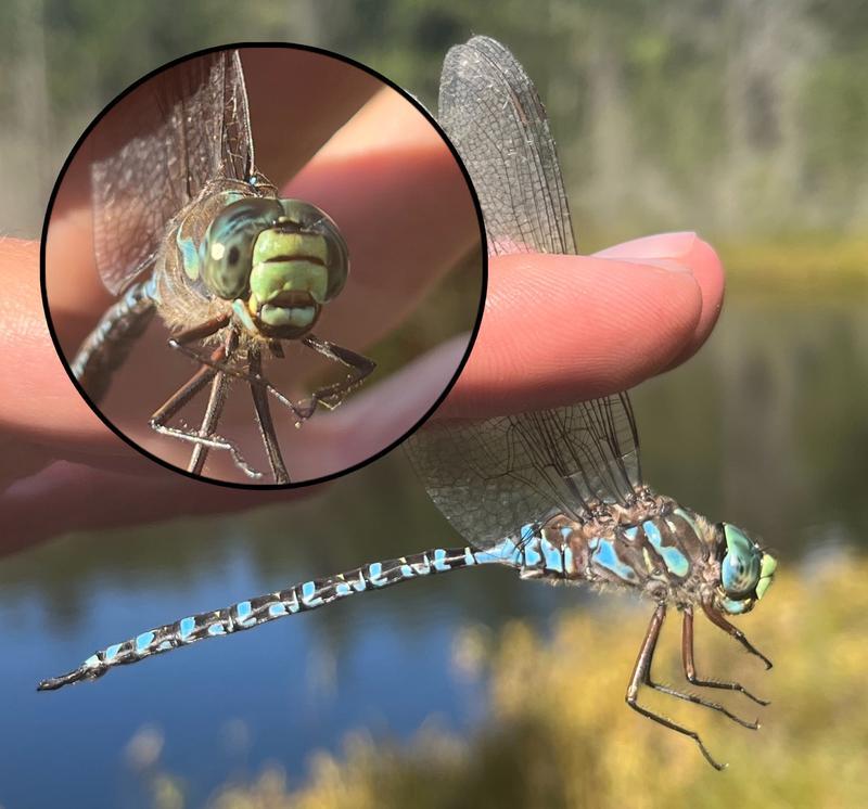 Photo of Lake Darner