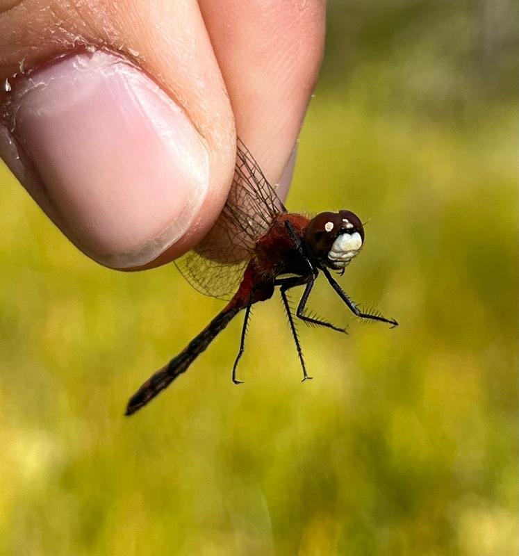 Photo of White-faced Meadowhawk