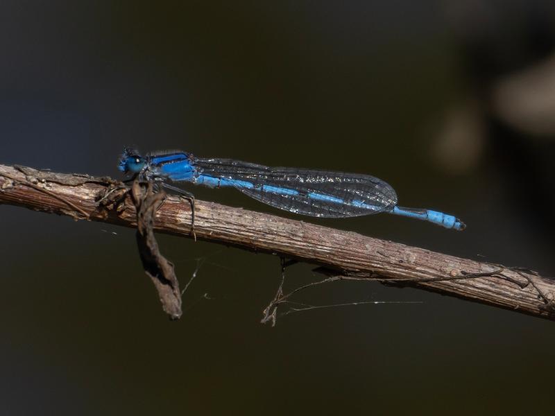 Photo of Familiar Bluet