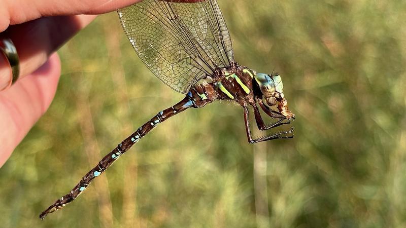 Photo of Shadow Darner