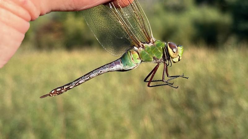 Photo of Common Green Darner