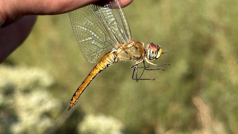 Photo of Wandering Glider