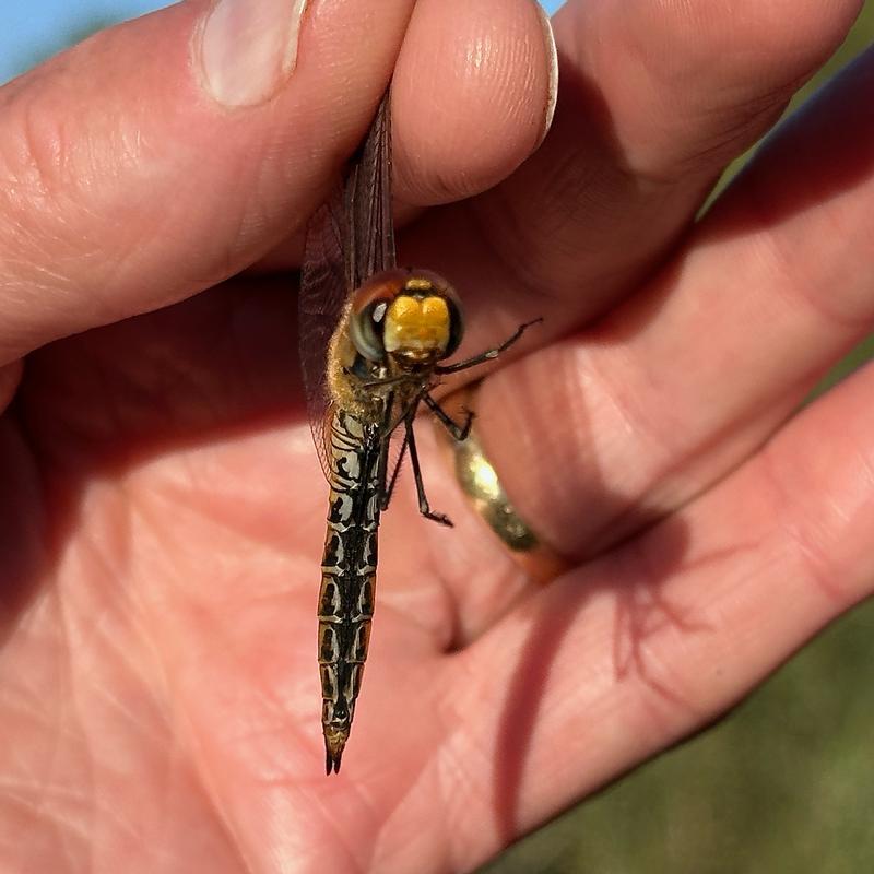 Photo of Wandering Glider