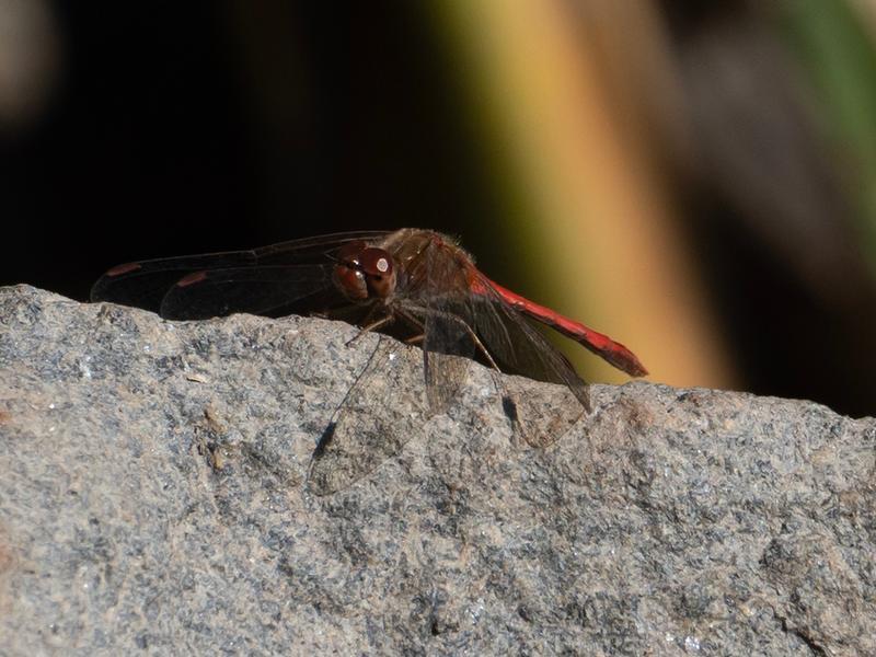 Photo of Autumn Meadowhawk