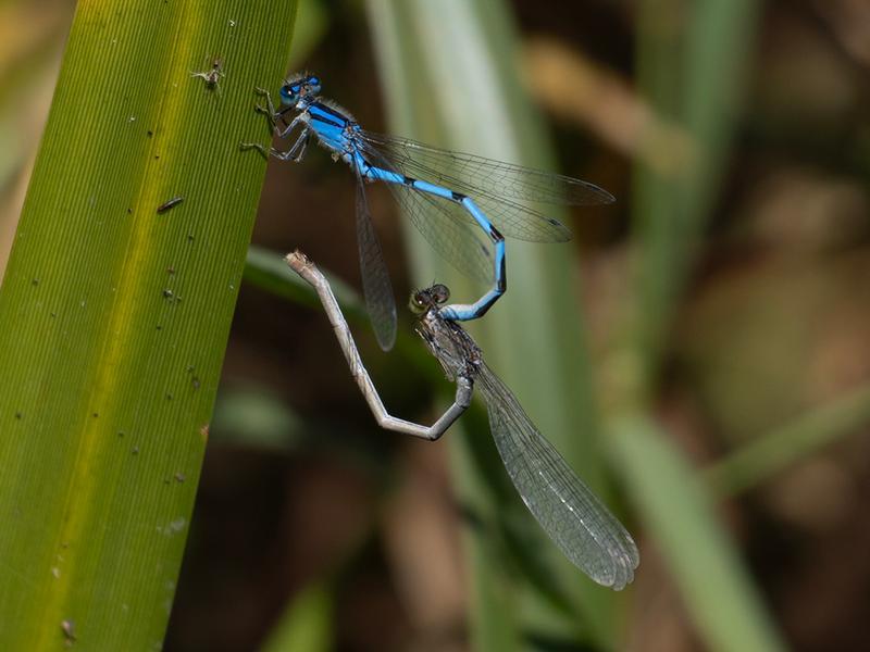 Photo of Familiar Bluet