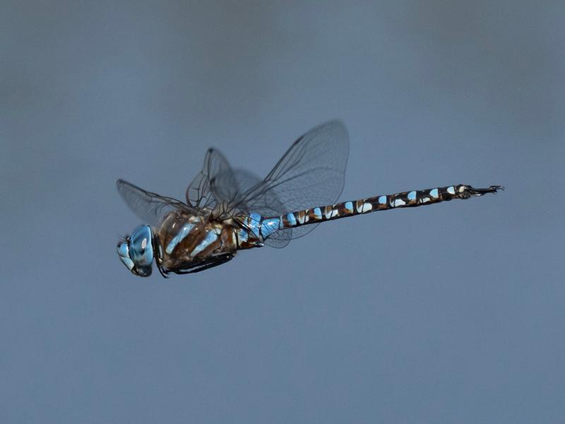 Photo of Blue-eyed Darner