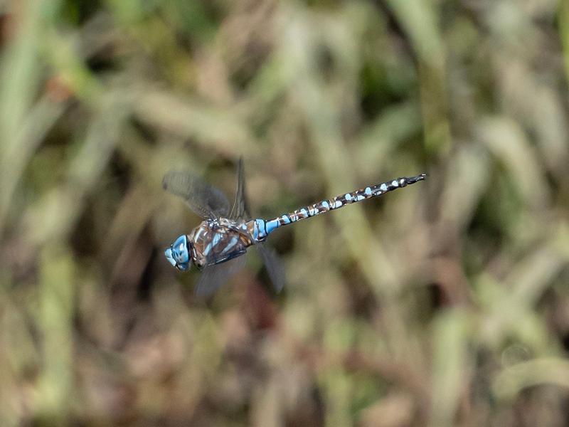 Photo of Blue-eyed Darner