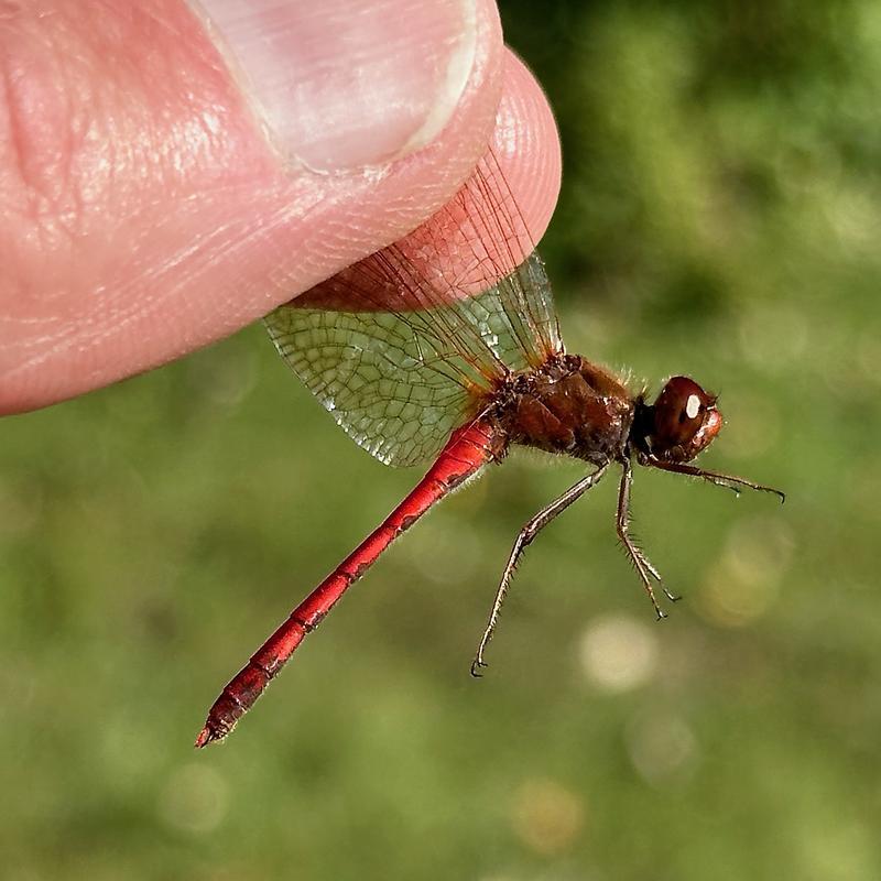 Photo of Autumn Meadowhawk