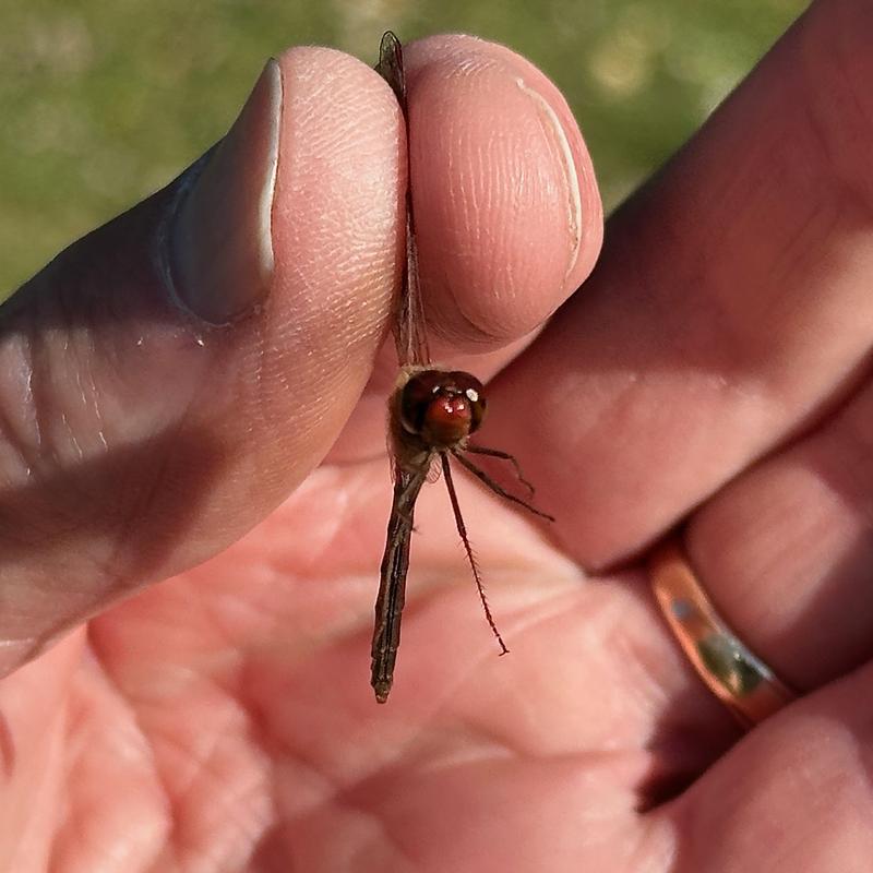 Photo of Autumn Meadowhawk