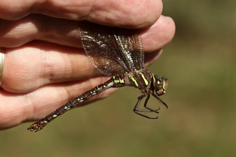 Photo of Shadow Darner