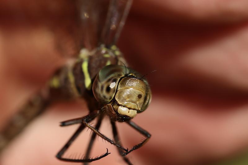 Photo of Shadow Darner