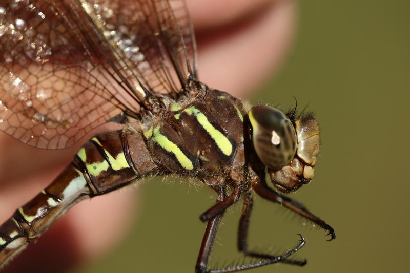 Photo of Shadow Darner