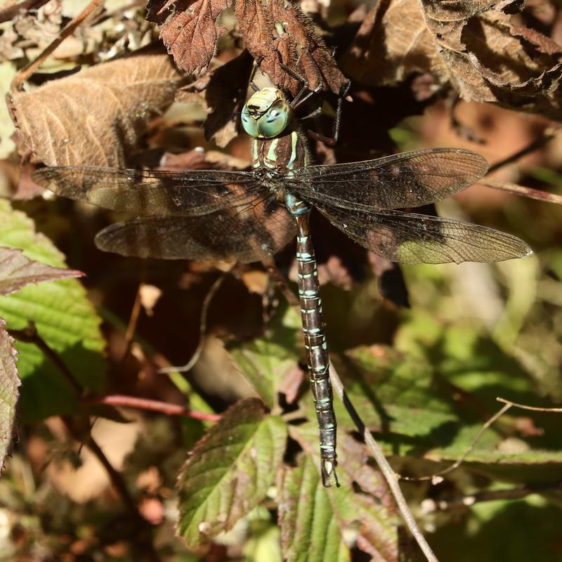 Photo of Shadow Darner