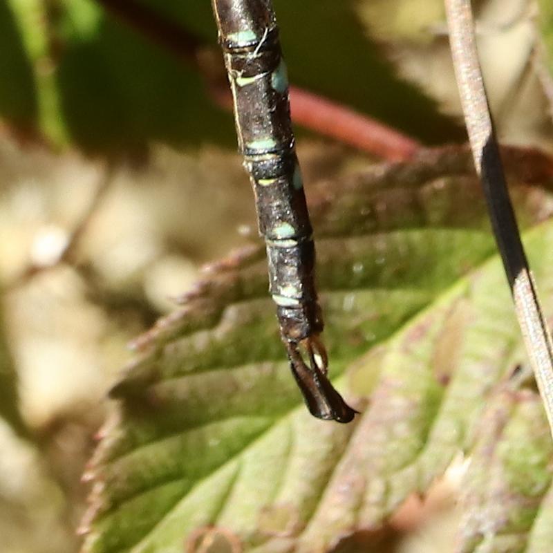 Photo of Shadow Darner