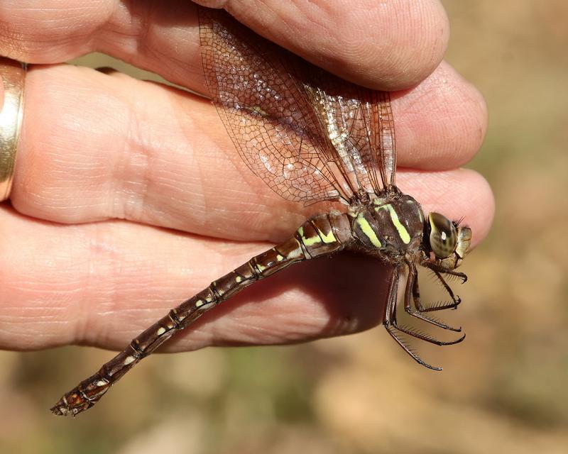 Photo of Shadow Darner