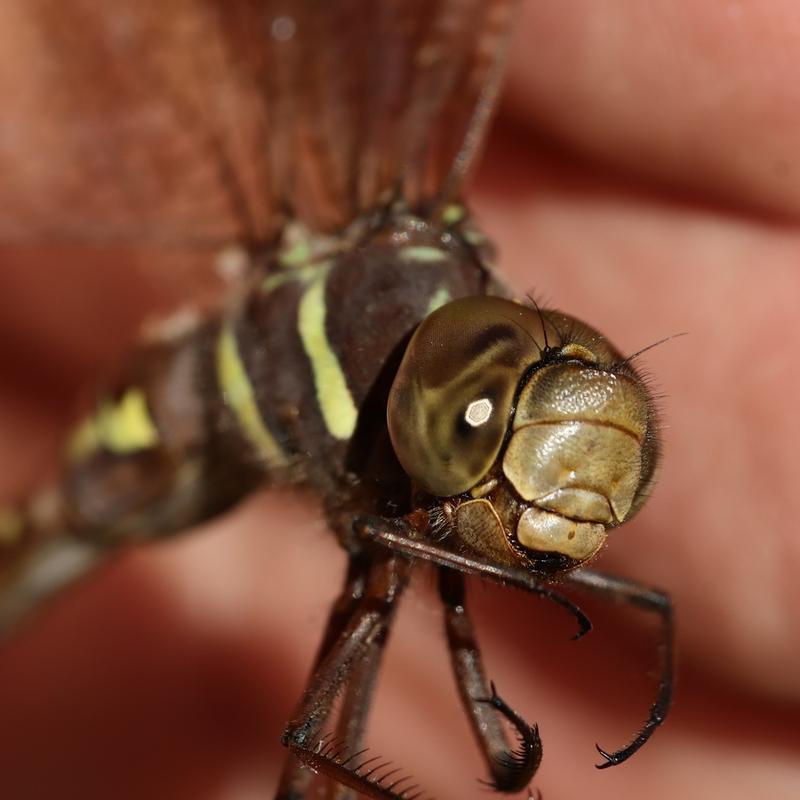 Photo of Shadow Darner