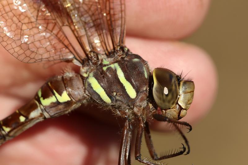 Photo of Shadow Darner