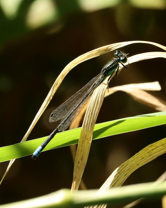 Photo of Eastern Forktail