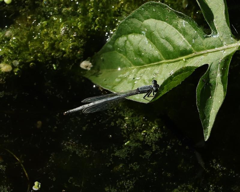 Photo of Eastern Forktail