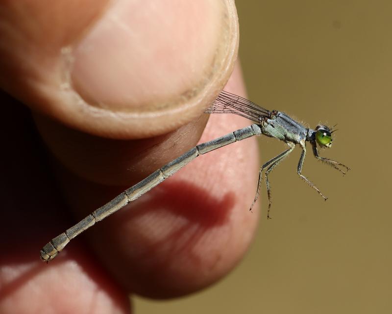 Photo of Eastern Forktail