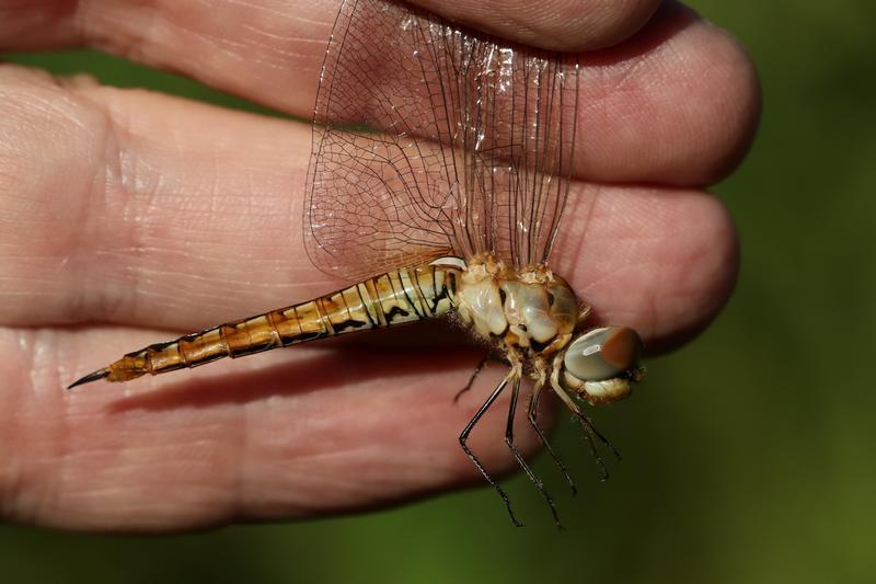 Photo of Wandering Glider