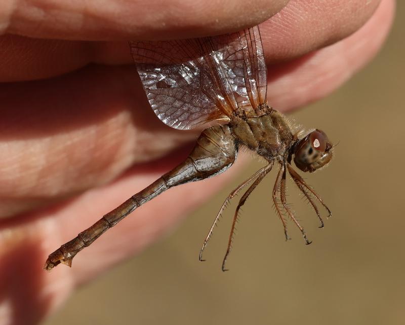 Photo of Autumn Meadowhawk