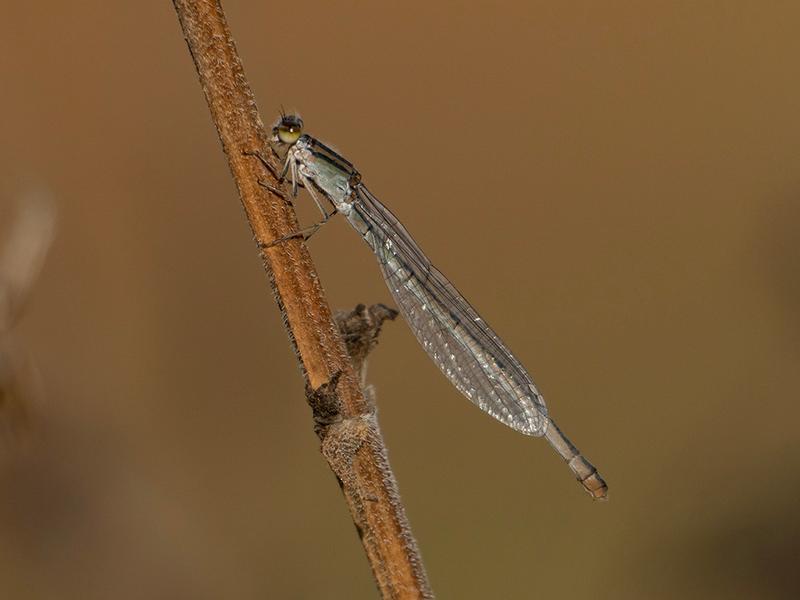 Photo of Familiar Bluet