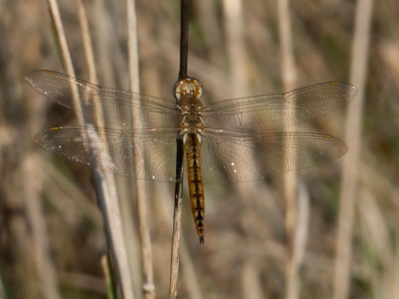 Photo of Wandering Glider