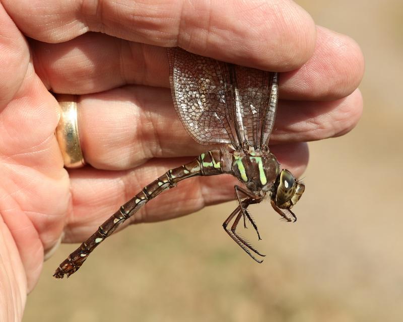 Photo of Shadow Darner