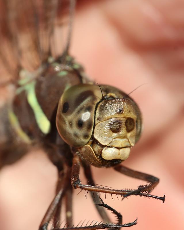 Photo of Shadow Darner