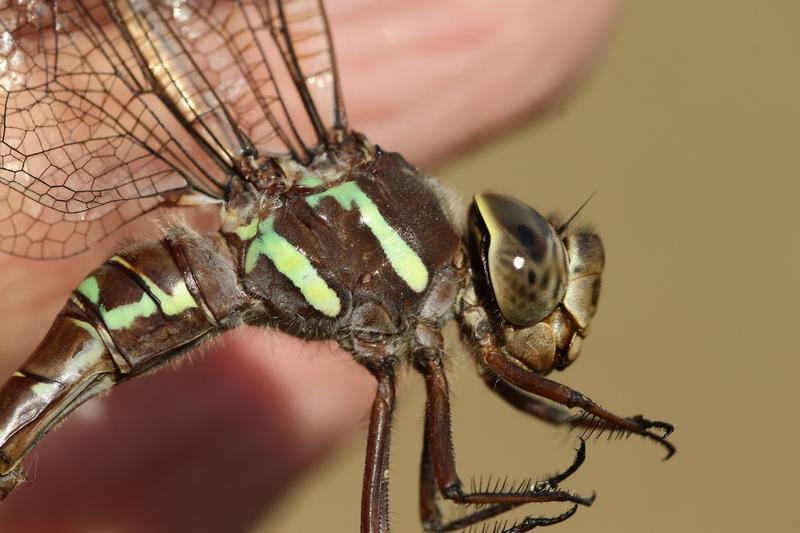 Photo of Shadow Darner