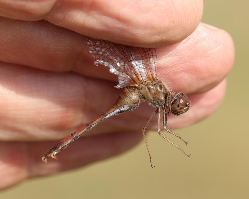 Photo of Autumn Meadowhawk