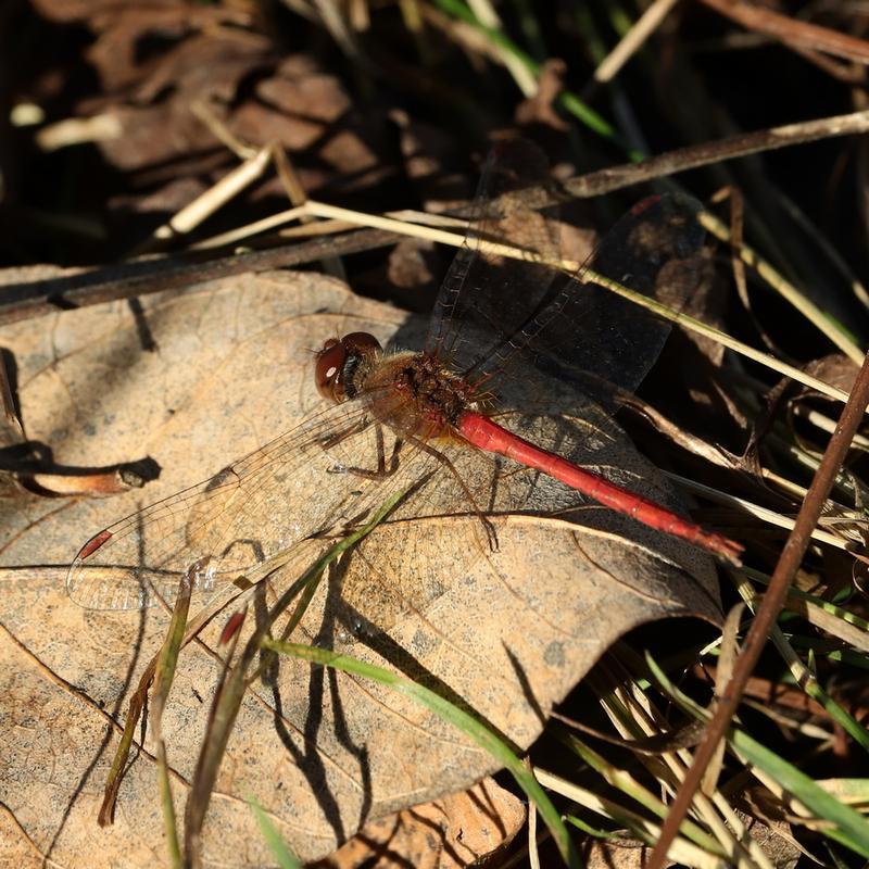 Photo of Autumn Meadowhawk