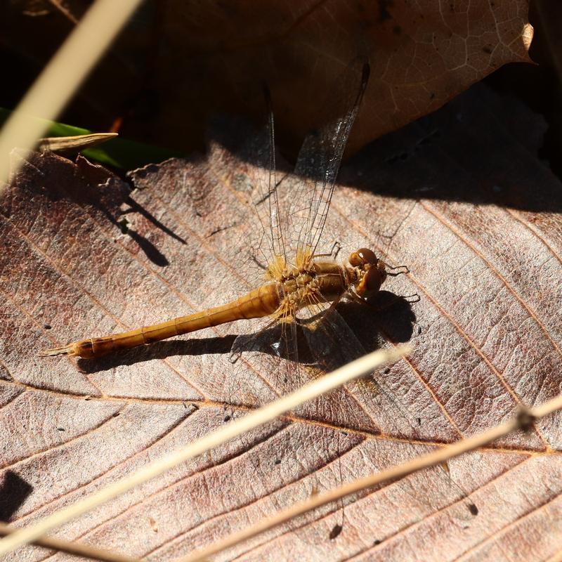 Photo of Autumn Meadowhawk