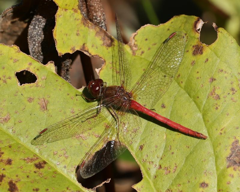 Photo of Autumn Meadowhawk