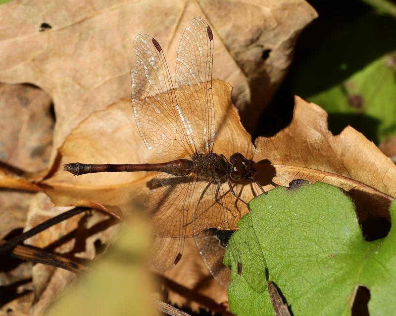 Photo of Autumn Meadowhawk