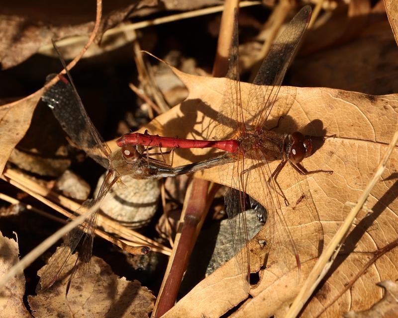 Photo of Autumn Meadowhawk