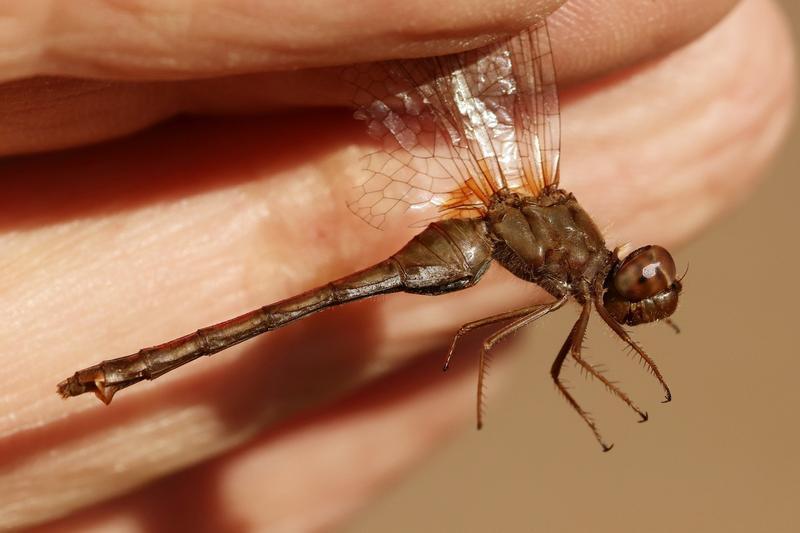 Photo of Autumn Meadowhawk