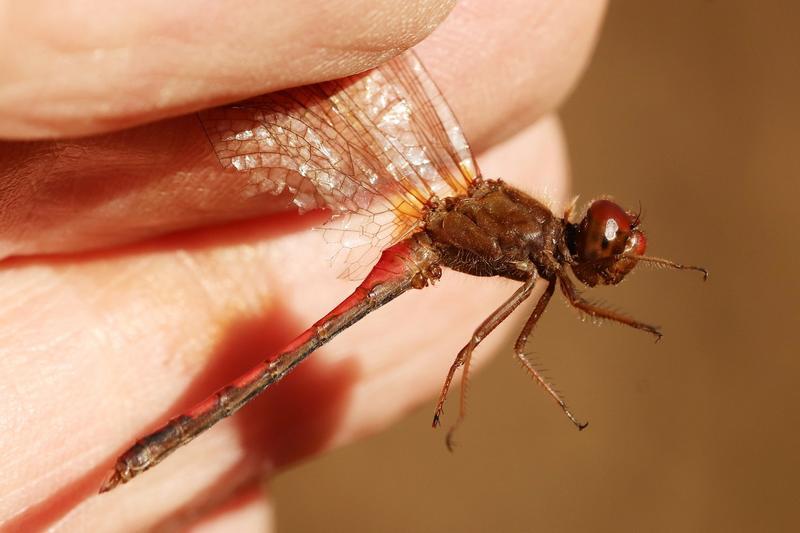 Photo of Autumn Meadowhawk