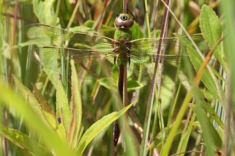 Photo of Common Green Darner