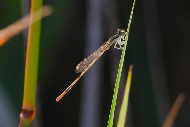 Photo of Citrine Forktail