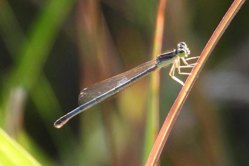 Photo of Eastern Forktail